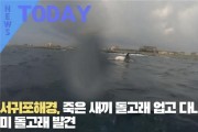 [한영신문 뉴스투데이] 서귀포해경, 죽은 새끼 돌고래 업고 다니던 어미 돌고래 발견