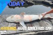 [한영신문 뉴스투데이] 서귀포해경, 서귀포 앞바다 식인 상어 사체 발견