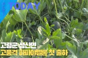 [한영신문 뉴스투데이] 고령군 성산면, 고품격 파파야멜론 첫 출하
