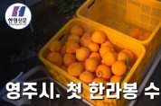 [한영신문 뉴스투데이] 영주시, 첫 한라봉 수확