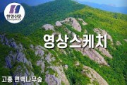 [한영신문 영상스케치] 고흥 편백나무편