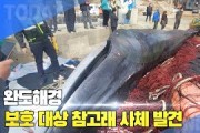 [한영신문 뉴스투데이] 완도해경, 보호 대상 참고래 사체 발견