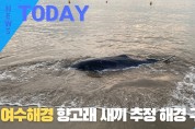 [한영신문 뉴스투데이] 여수해경, 향고래 새끼 추정 해경 구조