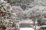 신안군, ‘섬 겨울꽃 축제’ 연기