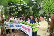 김하수 청도군수, 청도 바나나의 성공적인 재배와 체험