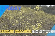 [한영신문 영상스케치] #의성 산수유마을