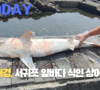[한영신문 뉴스투데이] 서귀포해경, 서귀포 앞바다 식인 상어 사체 발견