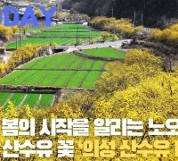 [한영신문 뉴스투데이] 의성군, 봄의 시작을 알리는 노오란 산수유 꽃 ‘의성 산수유 마을’